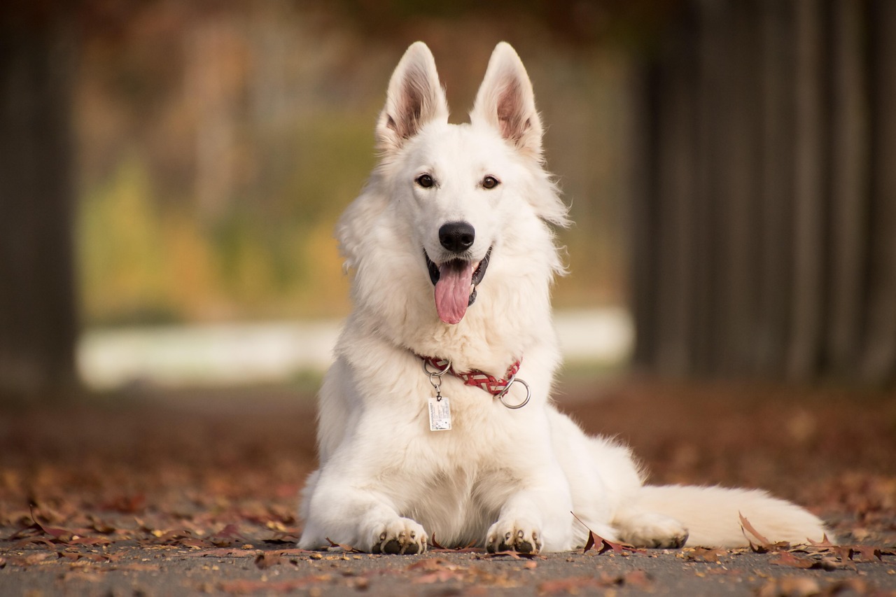 Best German Boy Names for Dogs: Unique Ideas & Tips