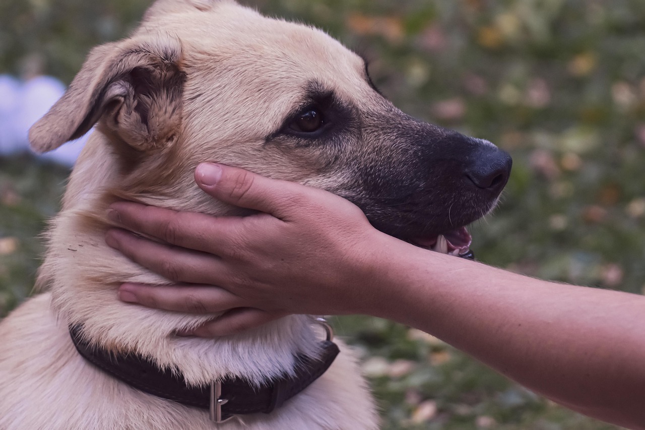 Good Dog Boy Names: Top Picks for Your Furry Friend