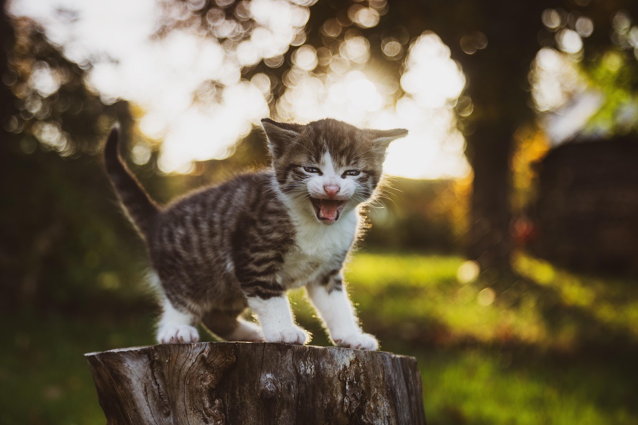 Creative Kitten Names for Boys: Discover the Perfect Name for Your Feline Friend