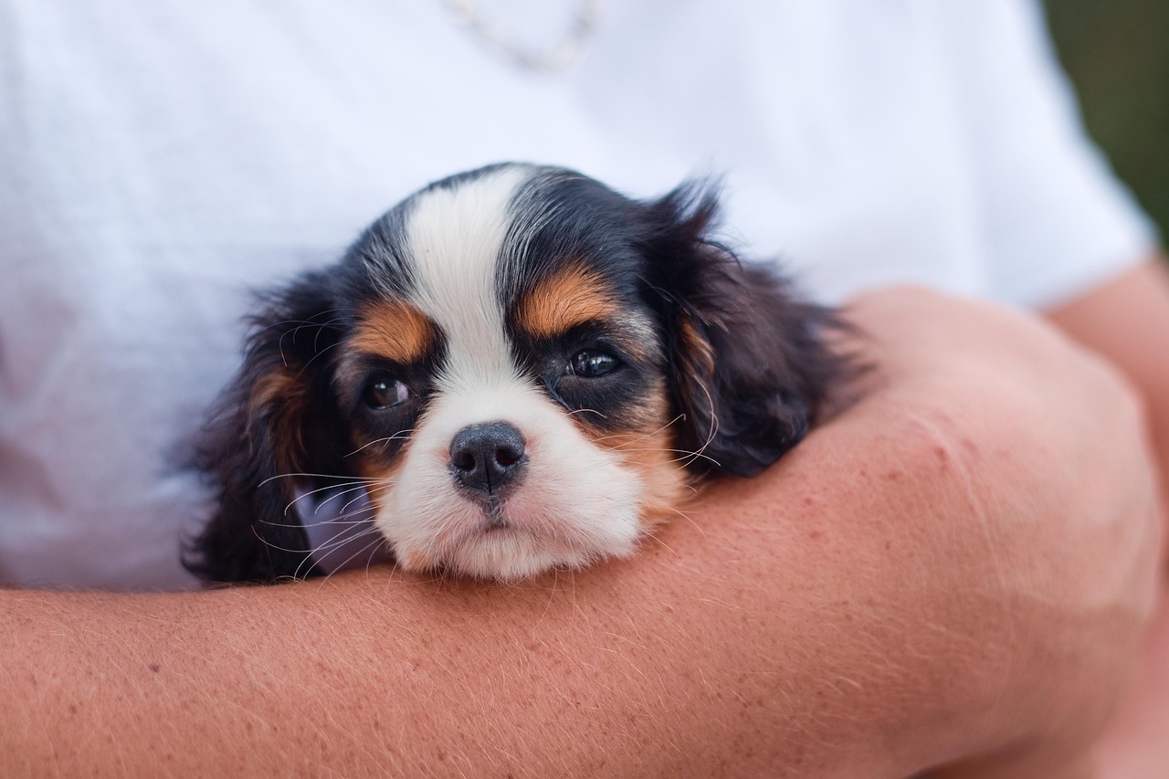 Unique and Trendy Boy Puppy Names for Your New Furry Friend