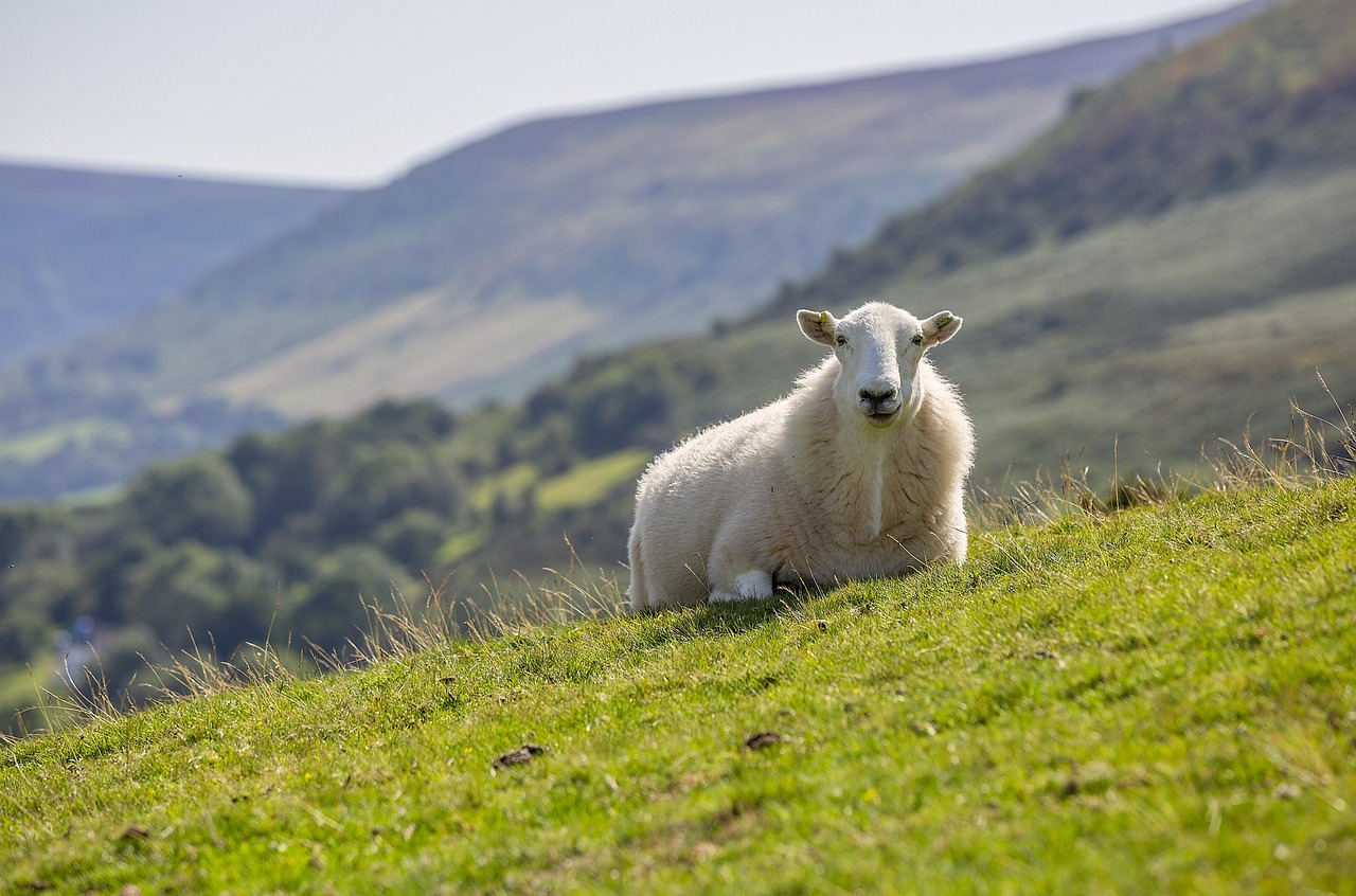 Unique Boy Sheep Names: Creative Ideas for Your Ram