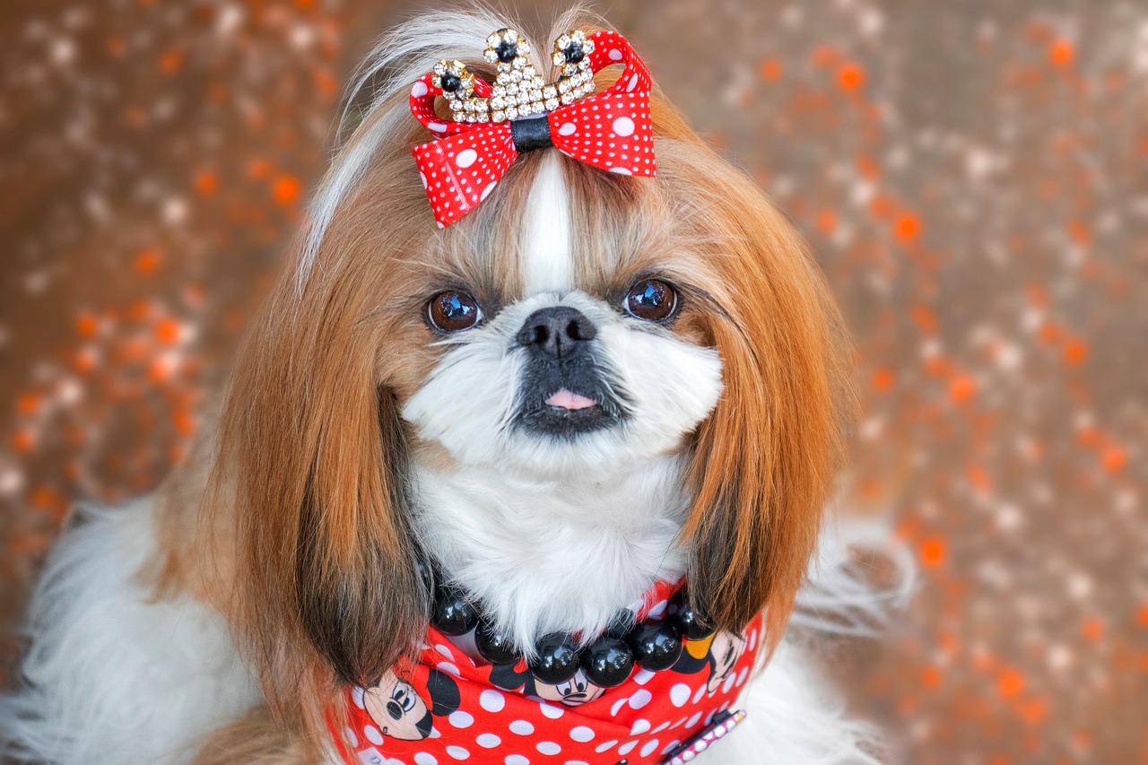 Creative Boy Shih Tzu Names: Unique Ideas for Your Furry Friend