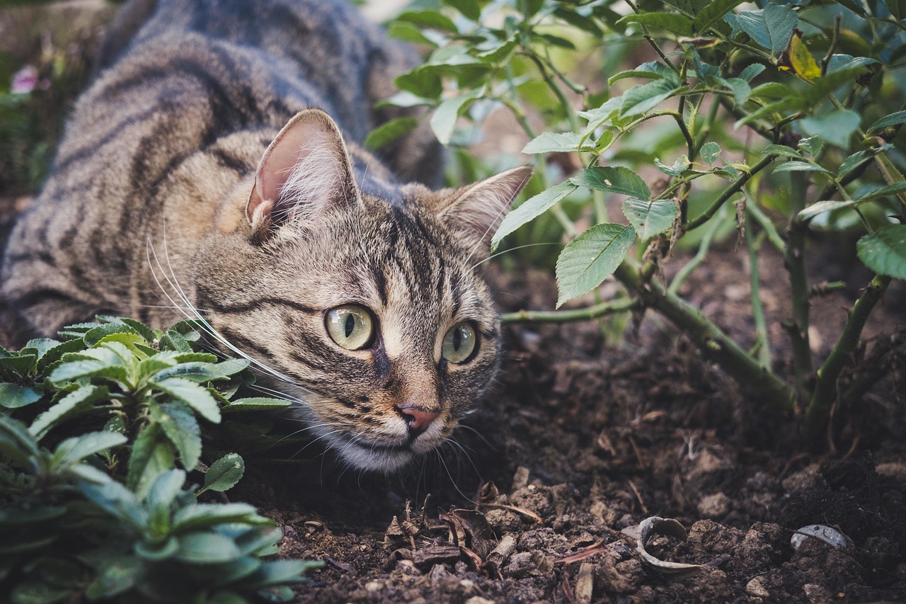 Unique and Fun Tabby Cat Names for Boys