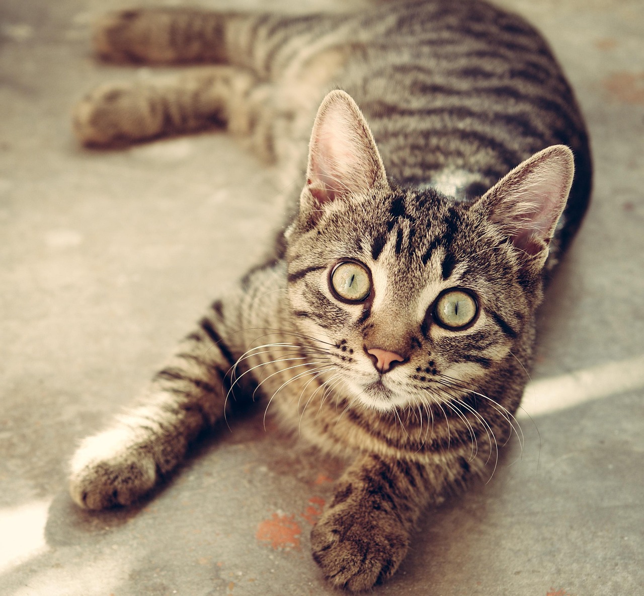 Unique Boy Tabby Cat Names: Creative Ideas for Your Feline Friend