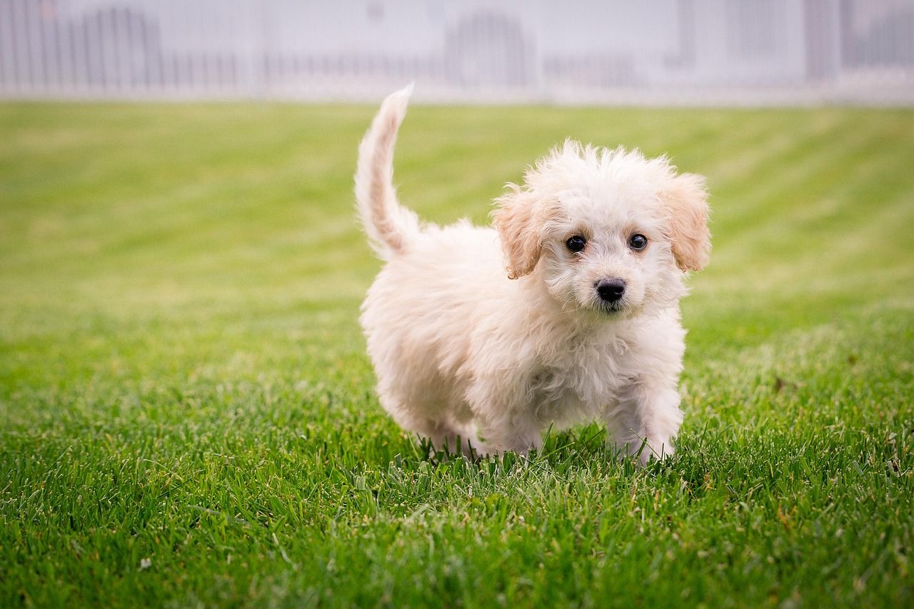 Puppy Names Boy: Unique Names for Your New Best Friend