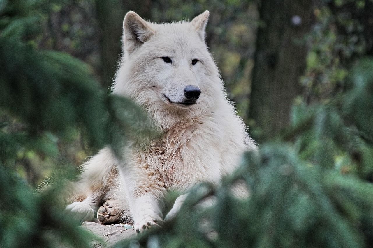 Unique Boy Wolf Names: Unleash the Wild Spirit