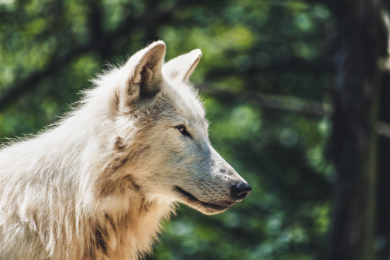 Unique Wolf Names for Boys: Unleash Your Pack's Spirit