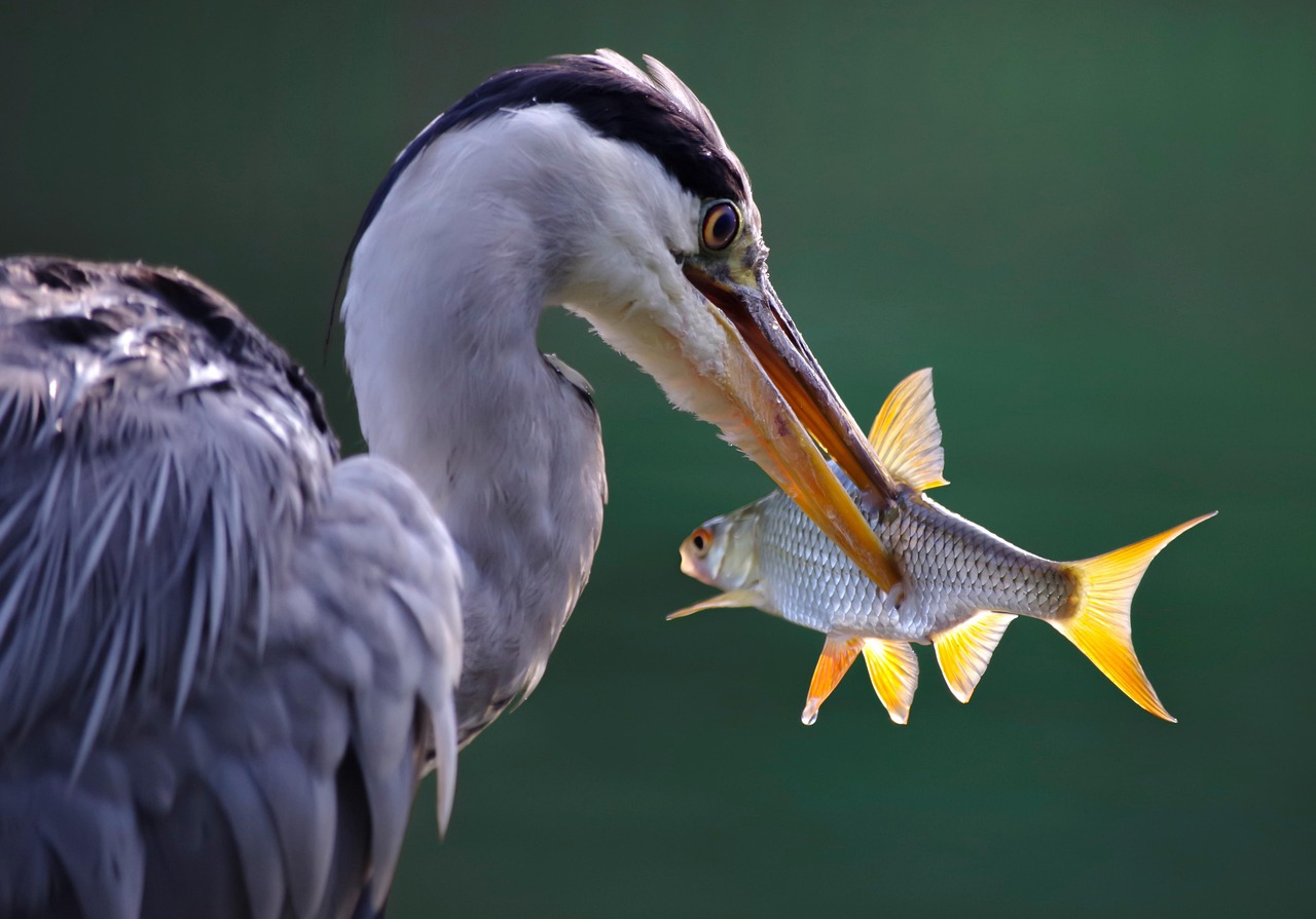 The Boy and the Heron Japanese Name: Exploring Its Cultural Significance