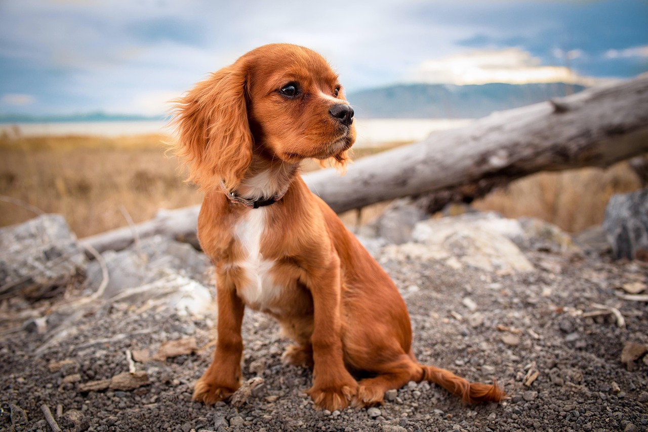 Cute Boy Dog Names: Adorable Names for Your Furry Friend