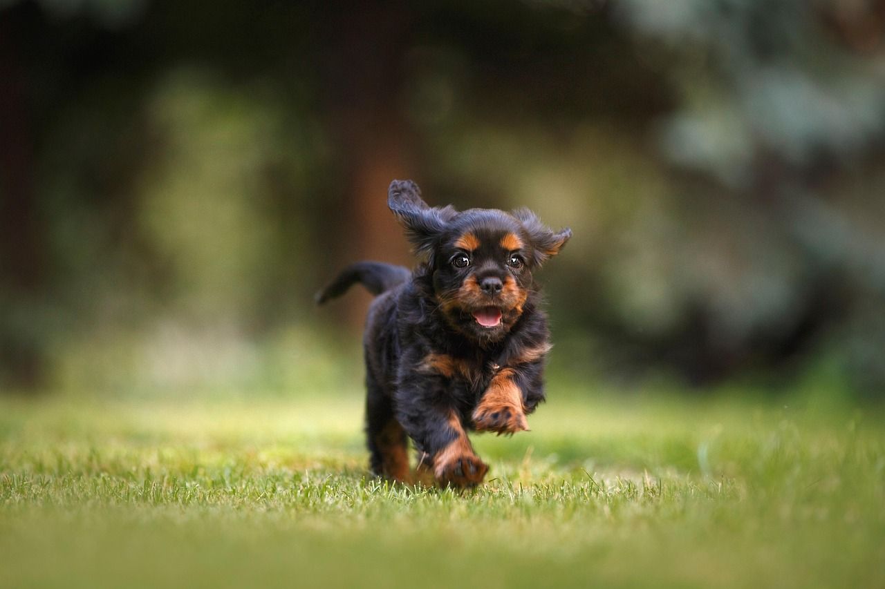 Unique Boy Puppy Names: Stand Out with These Creative Choices