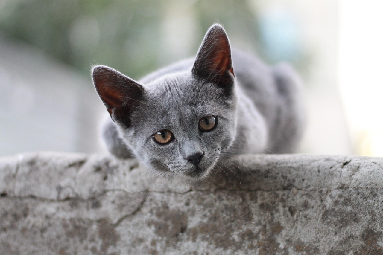 Creative Boy Cat Names for Your Grey Feline Friend