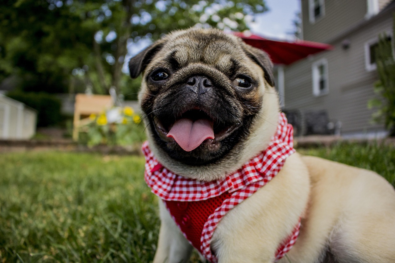 Funny Pug Names for Boys: Fun Ideas to Make You Laugh