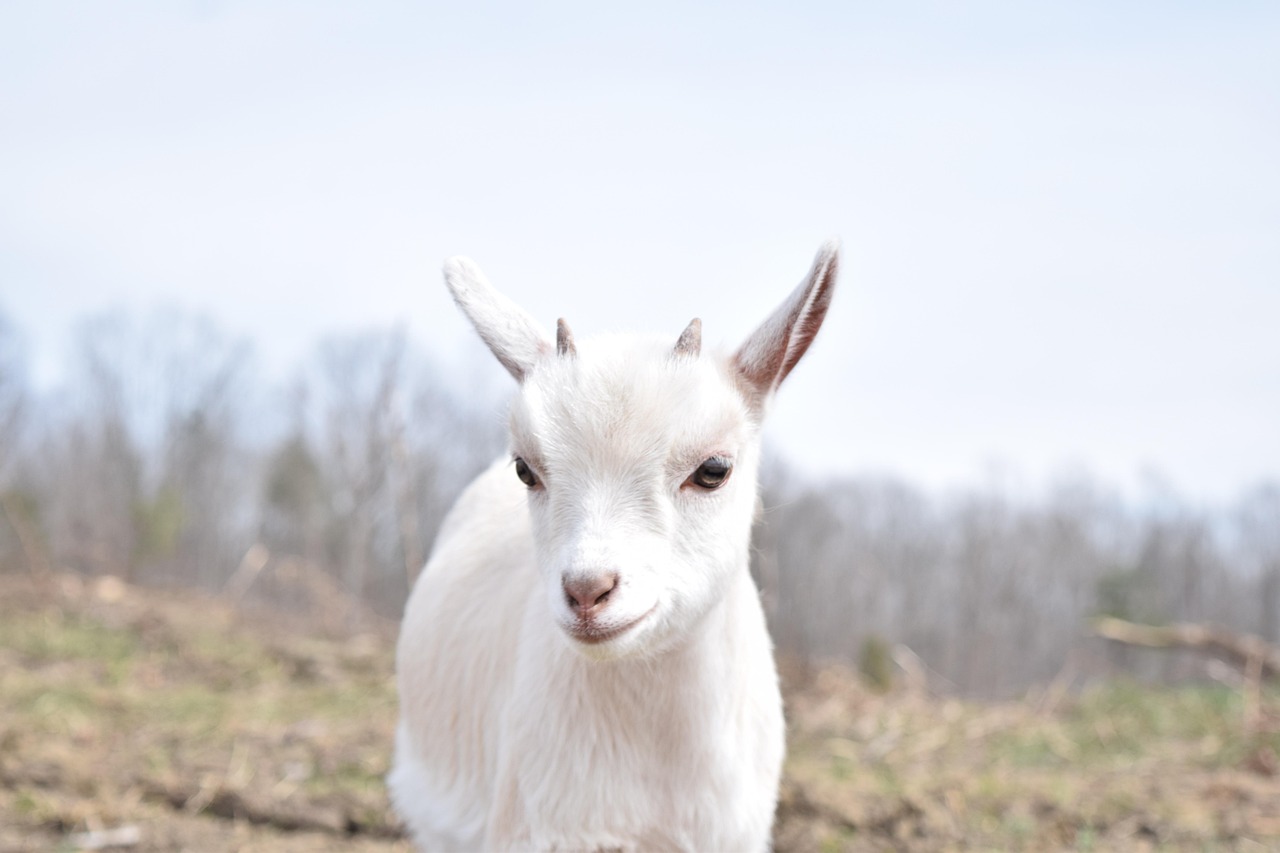 Creative Boy Goat Names: A Comprehensive Guide for Goat Lovers