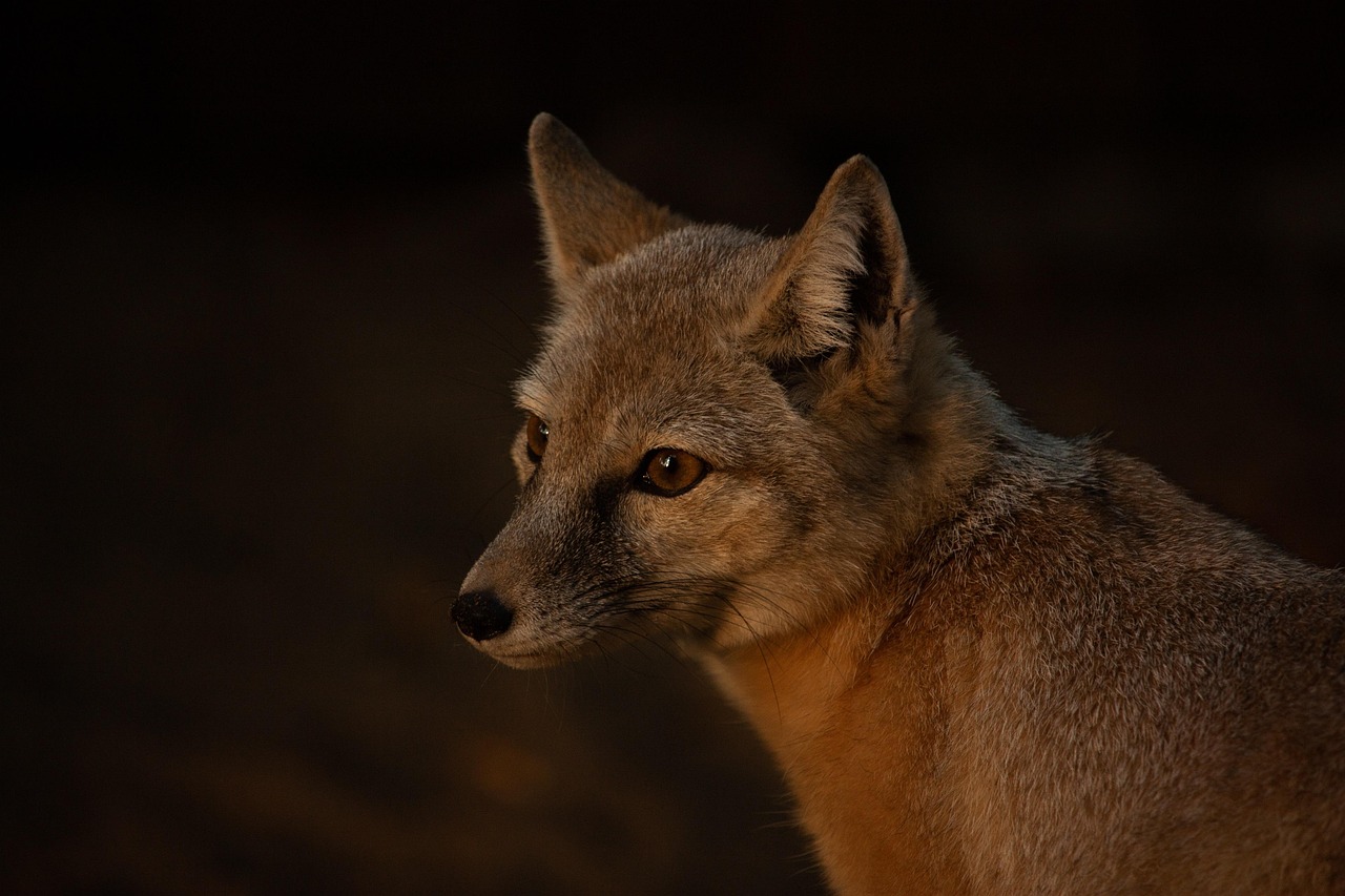 Unique Fox Names for Boys: Creative Inspirations for Your Little One