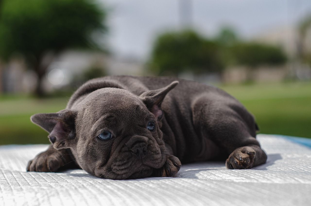 Cute Boy Puppy Names: Discover Perfect Names for Your Furry Friend