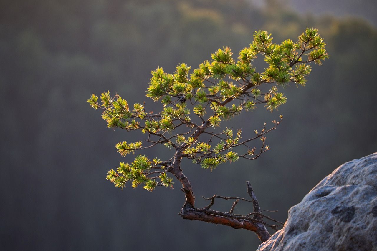 Why You Should Choose a Scots Pine Christmas Tree for Your Holiday Decor