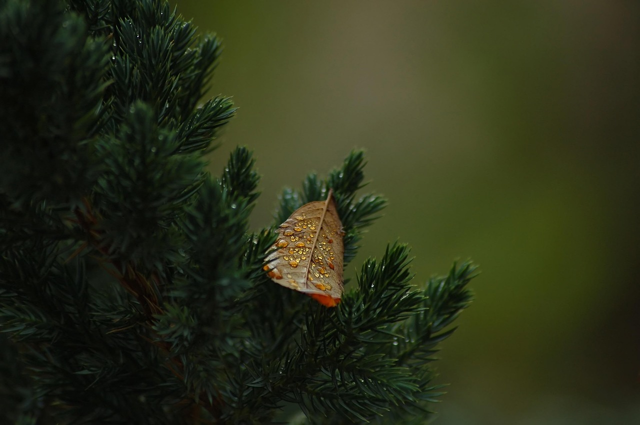 Why the Blue Spruce Christmas Tree is the Perfect Holiday Choice