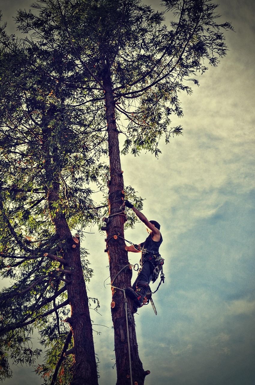 Seattle Christmas Tree Removal: Your Ultimate Guide