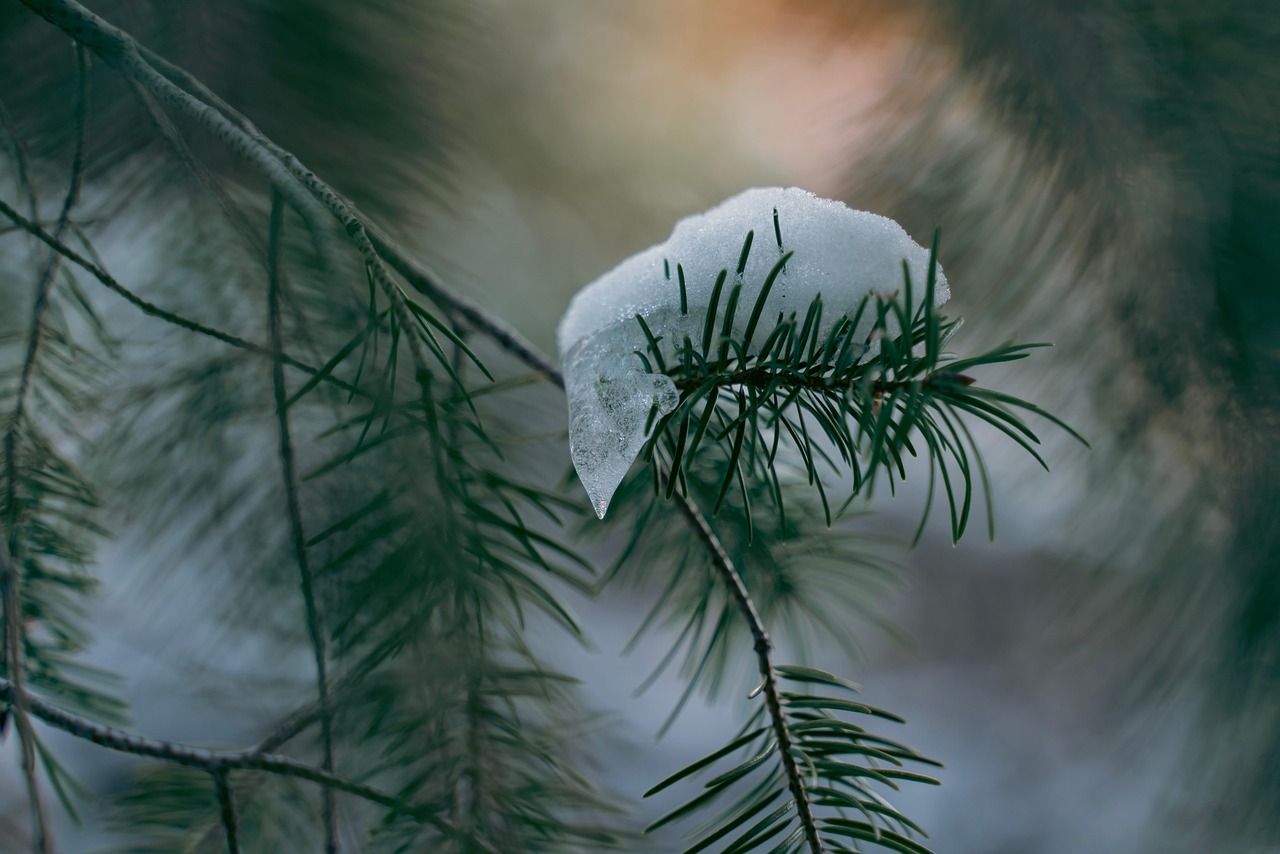 Red White and Green Christmas Tree Ideas: Festive Inspirations for Your Holiday Décor