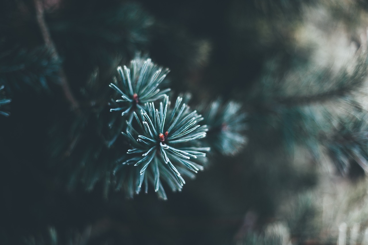 Stunning Silver White Christmas Tree Ideas for a Magical Holiday Season