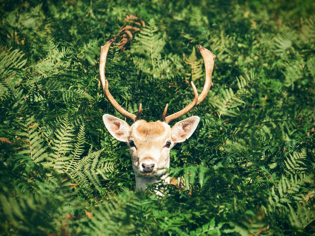 Discover the Magic of a Reindeer with Christmas Trees on a Hill Tunnel Book