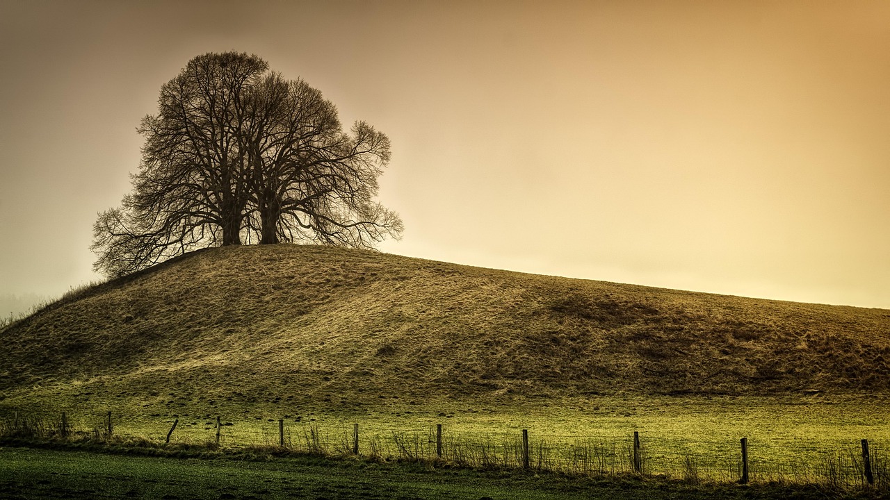 Discover the Magic of Balsam Hill Christmas Trees