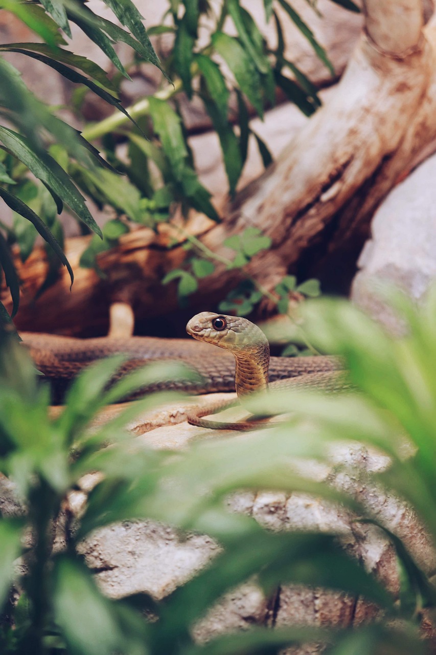 Finding a Snake in Your Christmas Tree: What You Need to Know