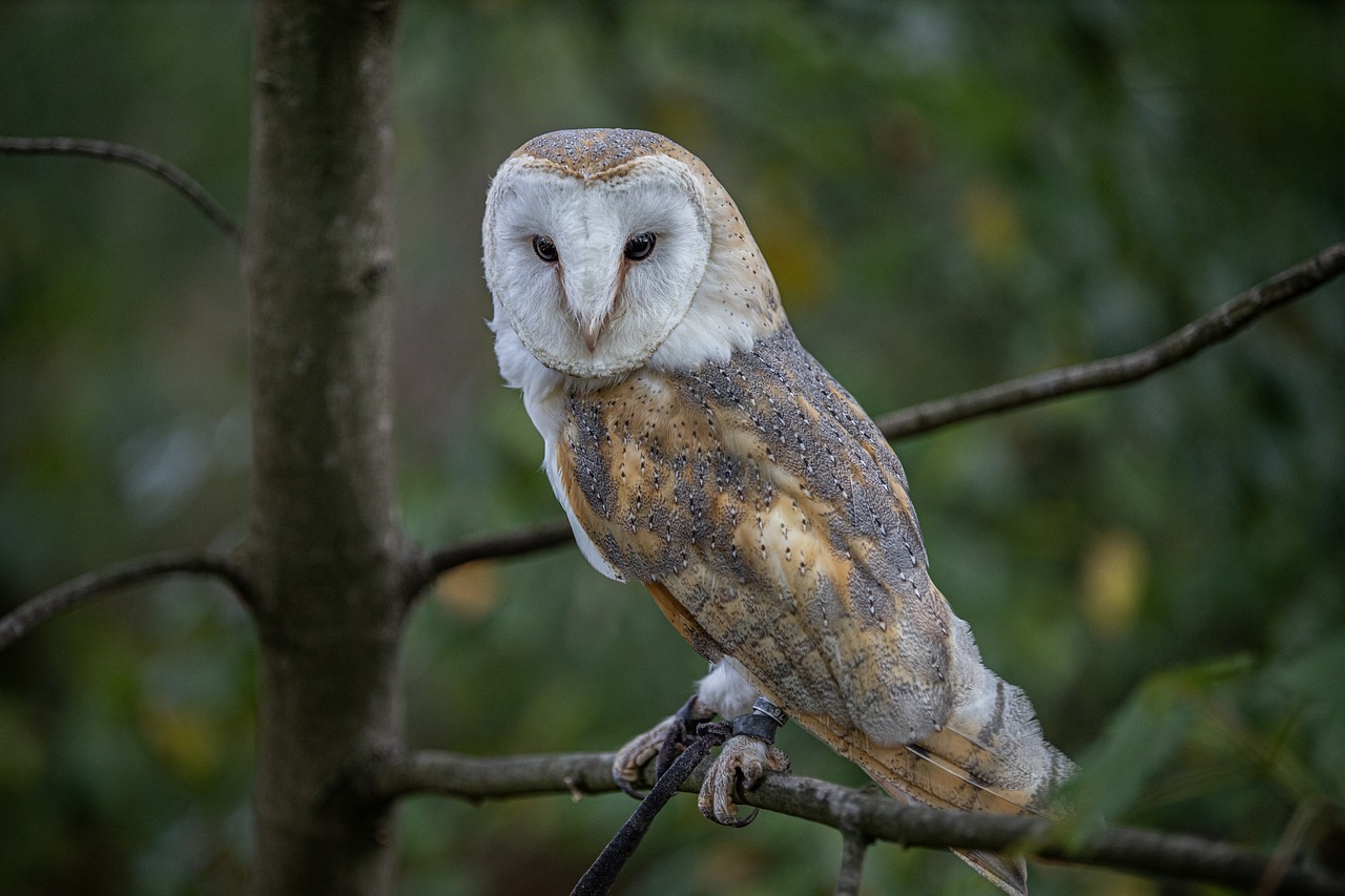 Bring Nature Indoors: The Magic of an Owl on a Christmas Tree