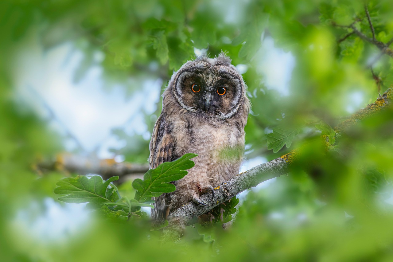 Owling Around: The Enchanting Owl in Christmas Tree Decor