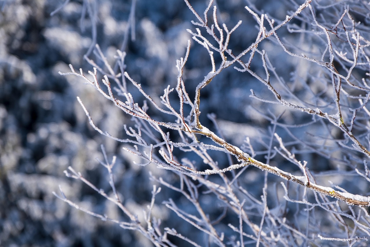 Enchanting Snow Covered Trees at Christmas: A Winter Wonderland