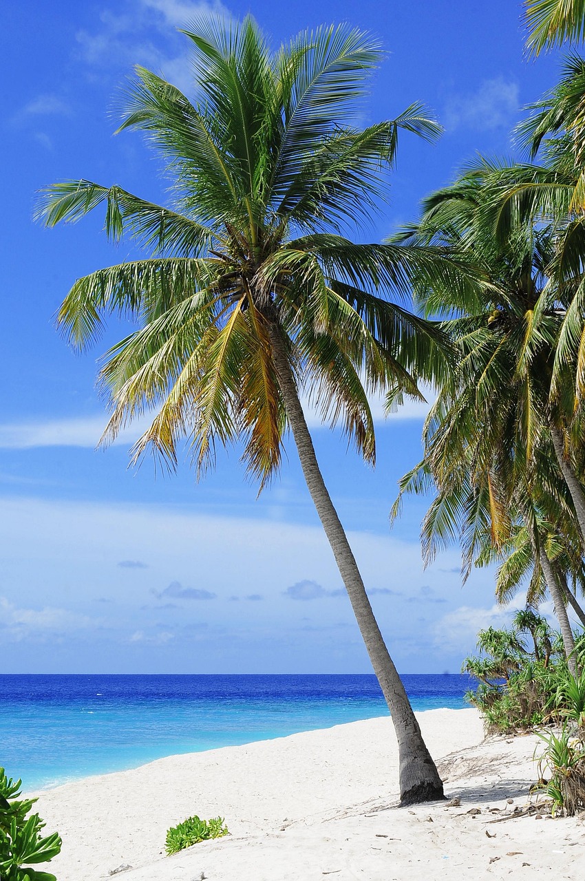 The Enchanting Beauty of Christmas Palm Trees