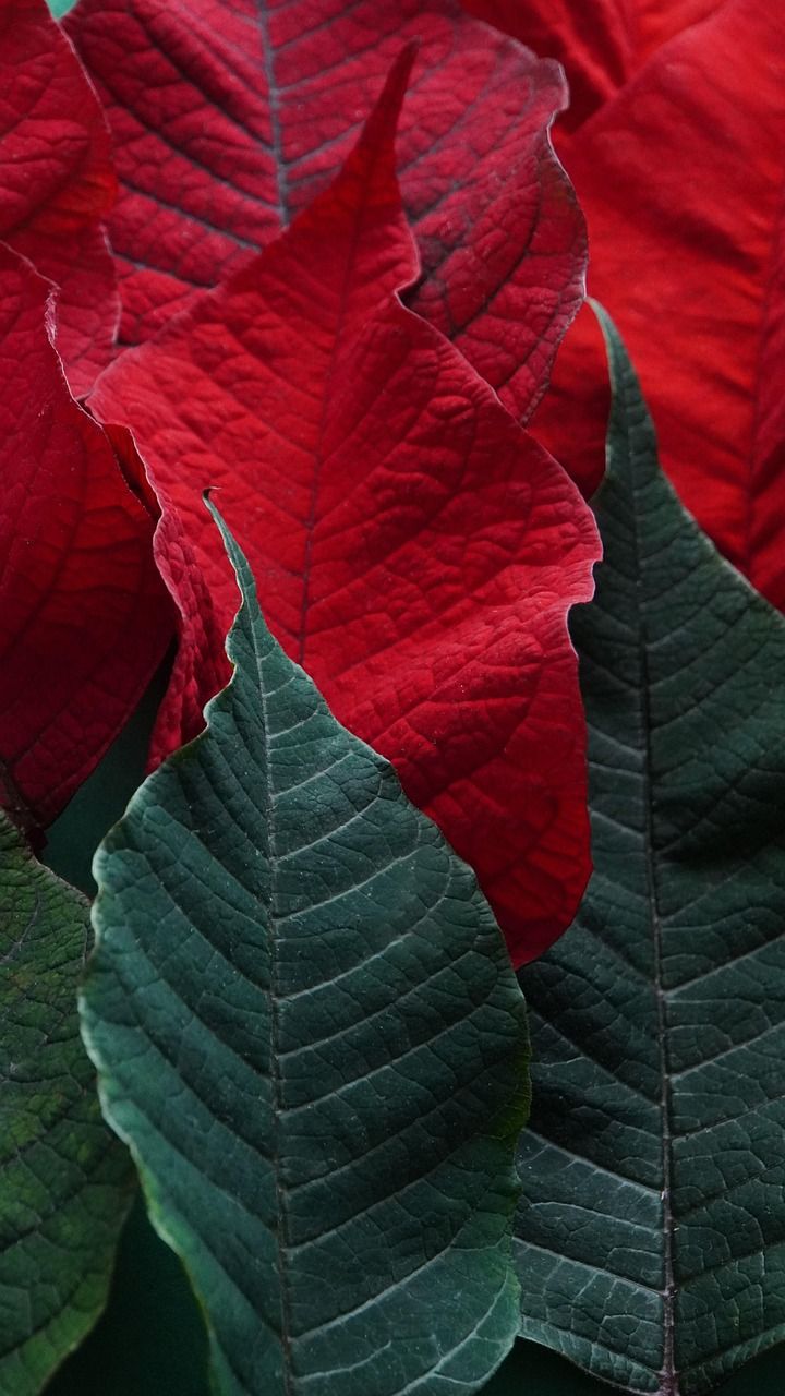 Embrace the Holiday Spirit with a Red Poinsettia Christmas Tree