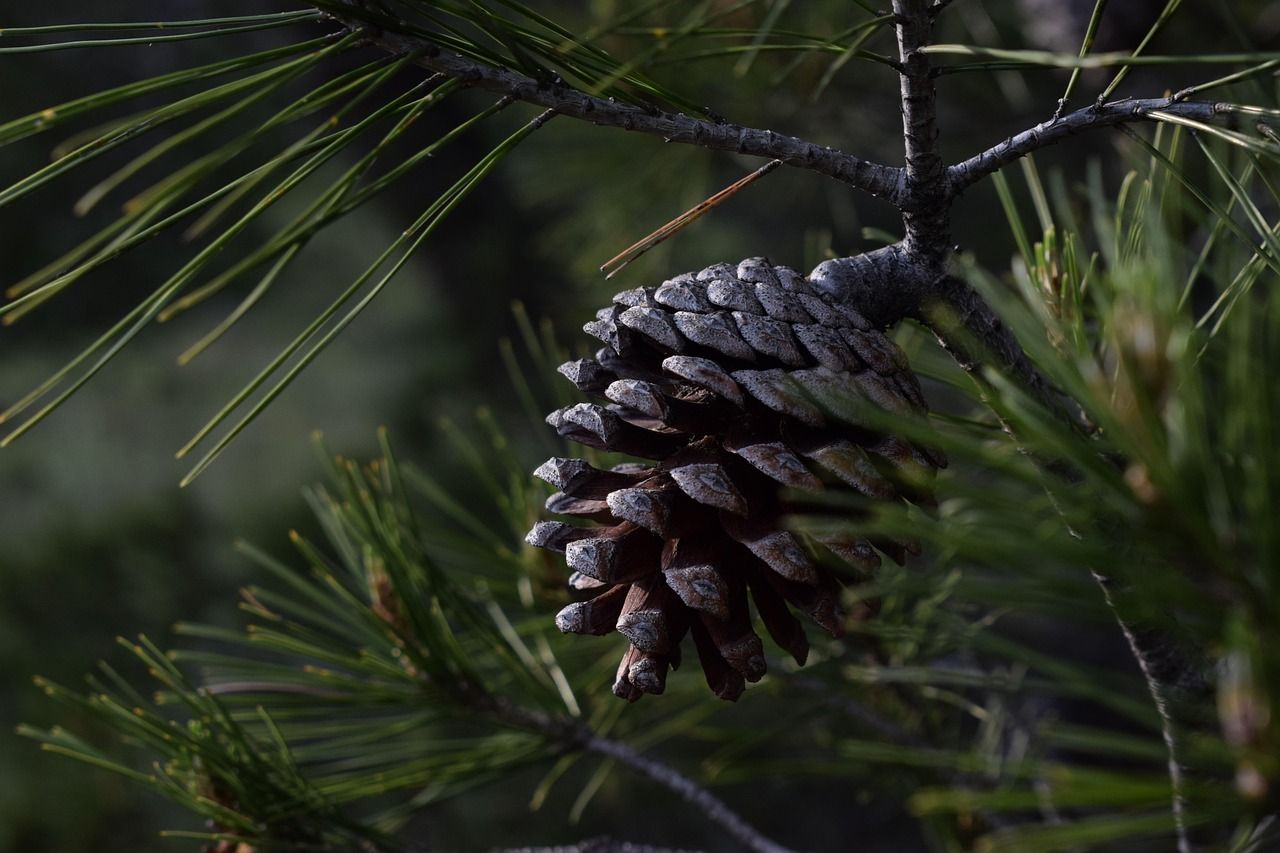 Discover the Beauty of Renaissance Pine Christmas Trees