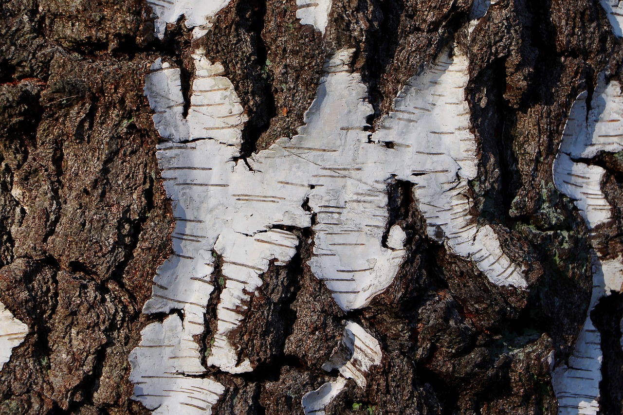 Elevate Your Holiday Decor with Birch Tree Christmas at Costco