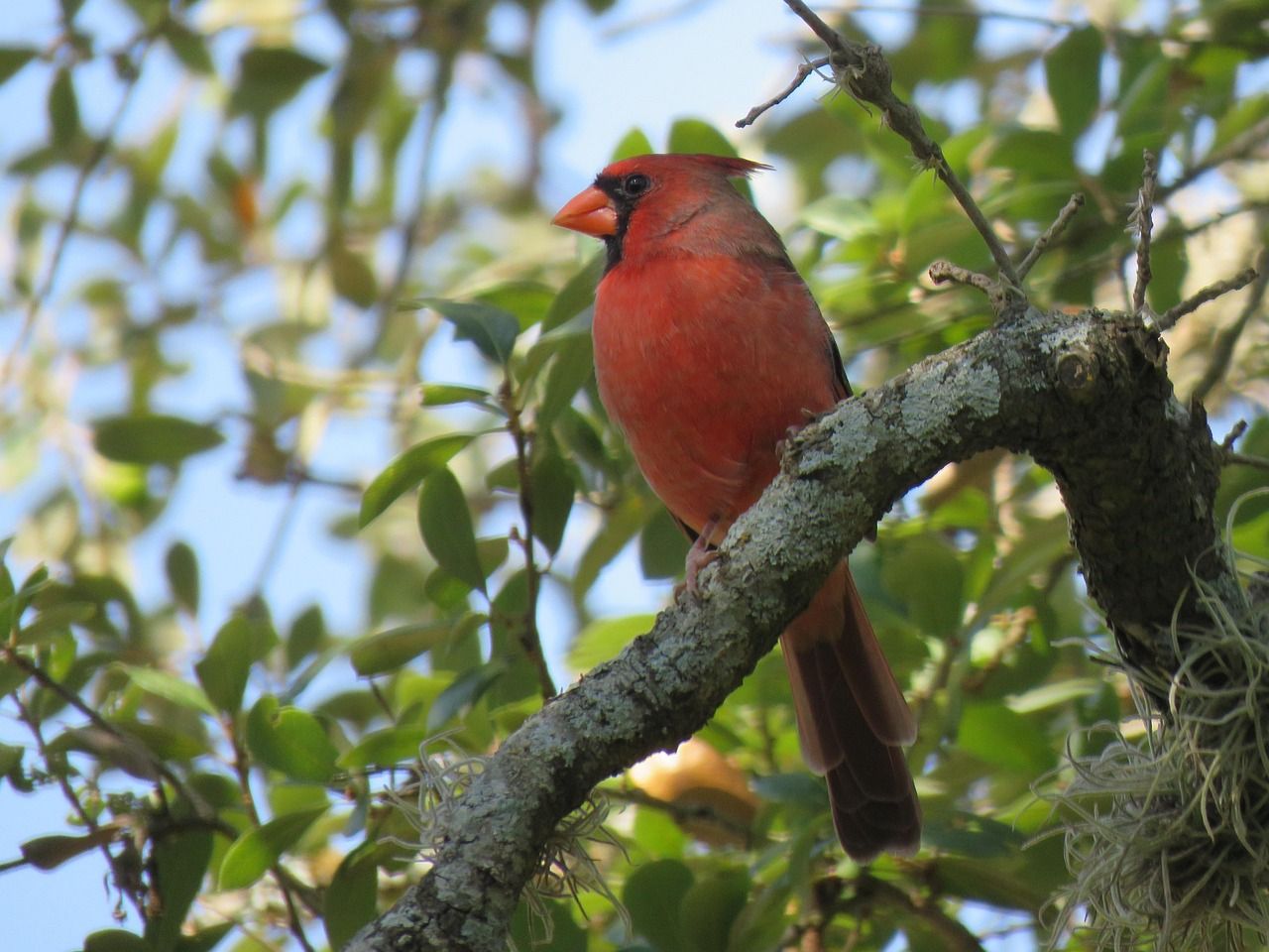 The Ultimate Guide to Creating a Red Cardinal Christmas Tree