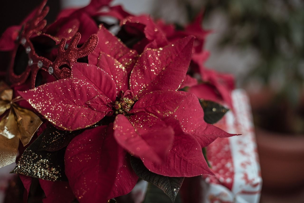 Poinsettias in Christmas Tree: Elegant Decoration Tips and Ideas