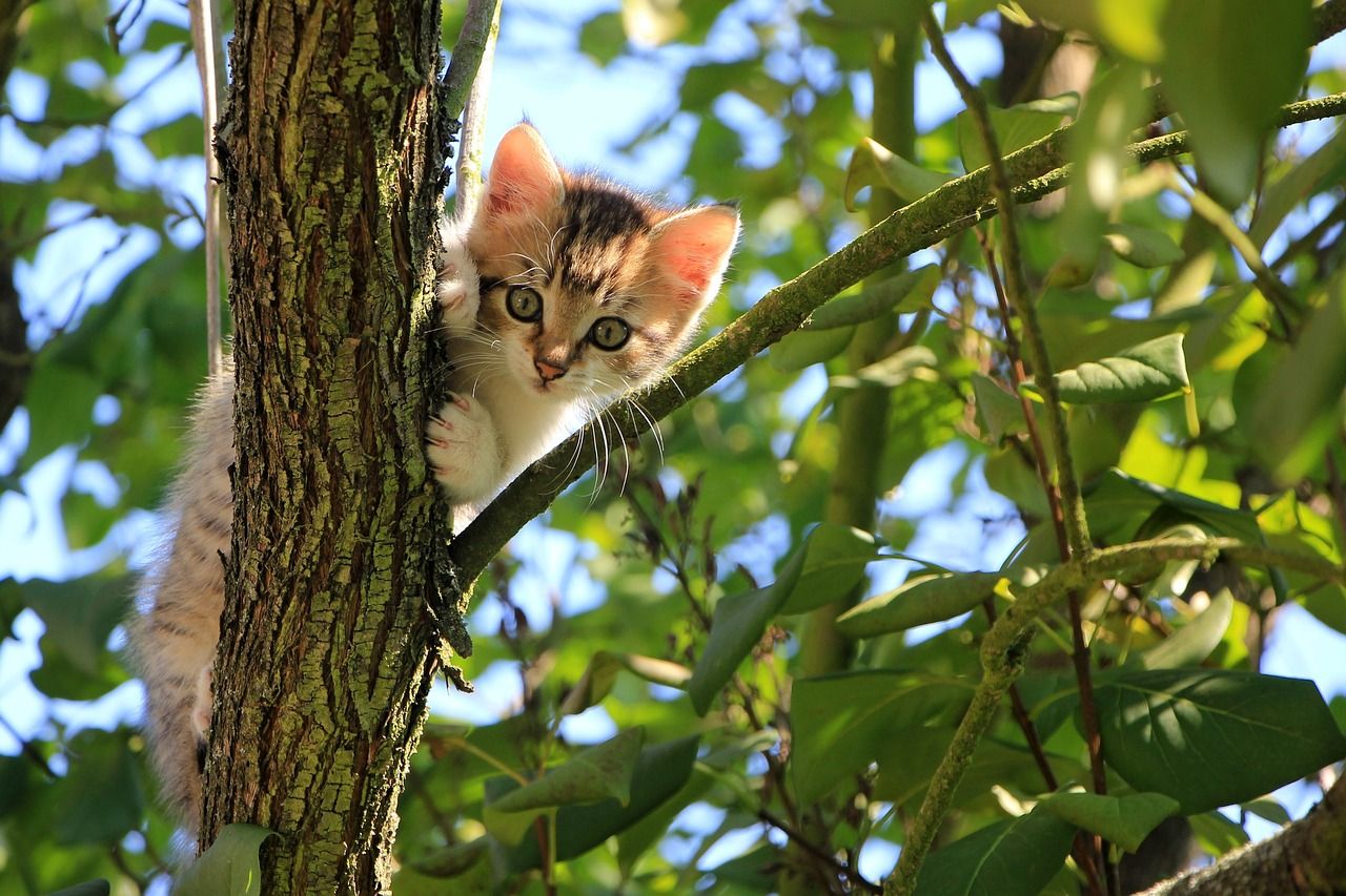 Creating a Cat Christmas Tree: Tips for a Festive and Feline-Friendly Holiday