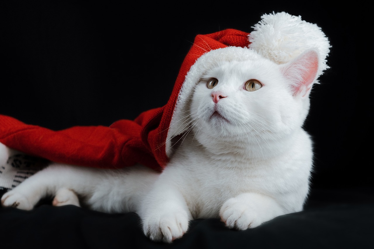 Transform Your Home for the Holidays with Cat Christmas Wallpaper