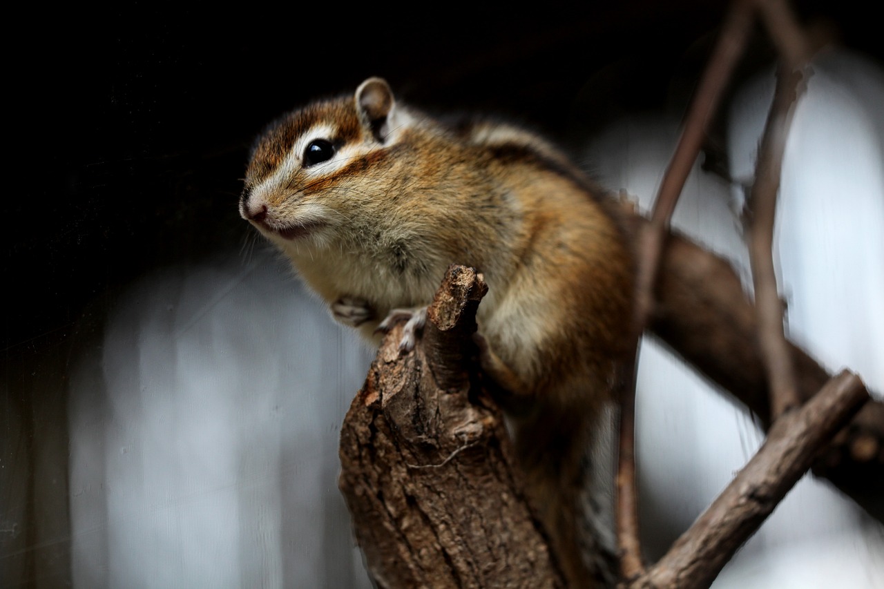 Everything You Need to Know About Chipmunk Christmas Song Lyrics