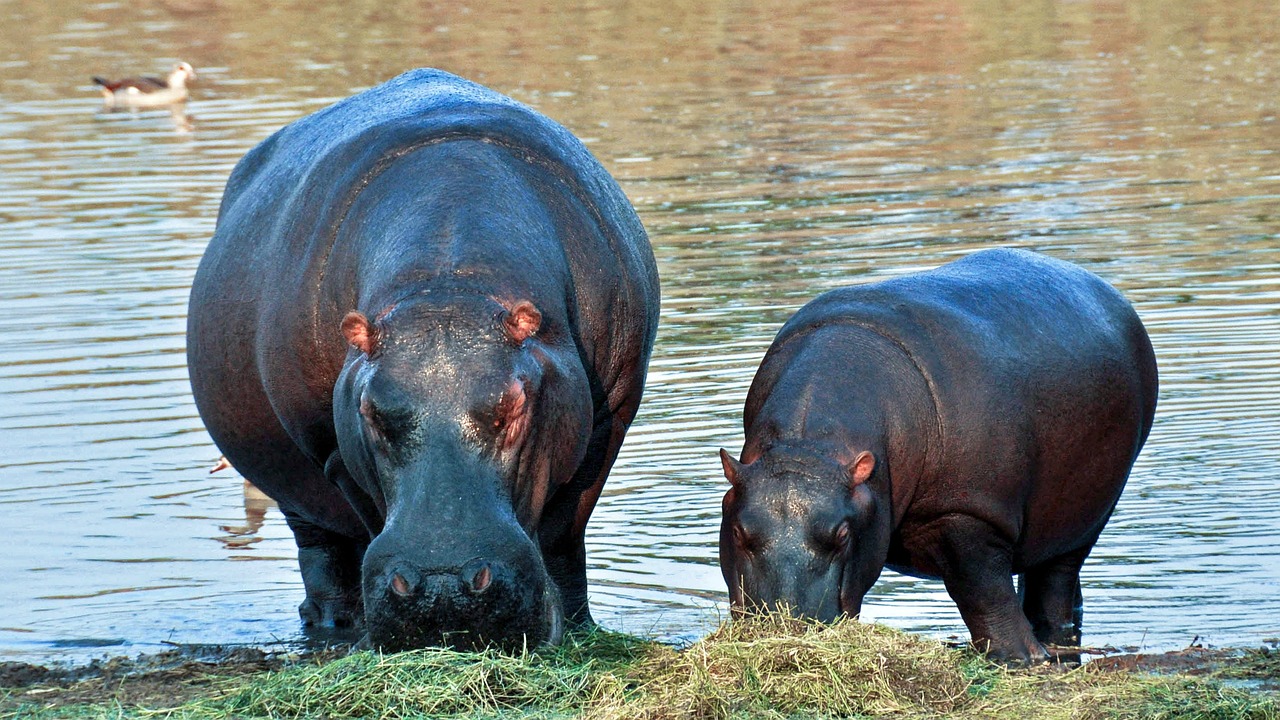 I Want a Hippopotamus for Christmas - A Fun Holiday Tune