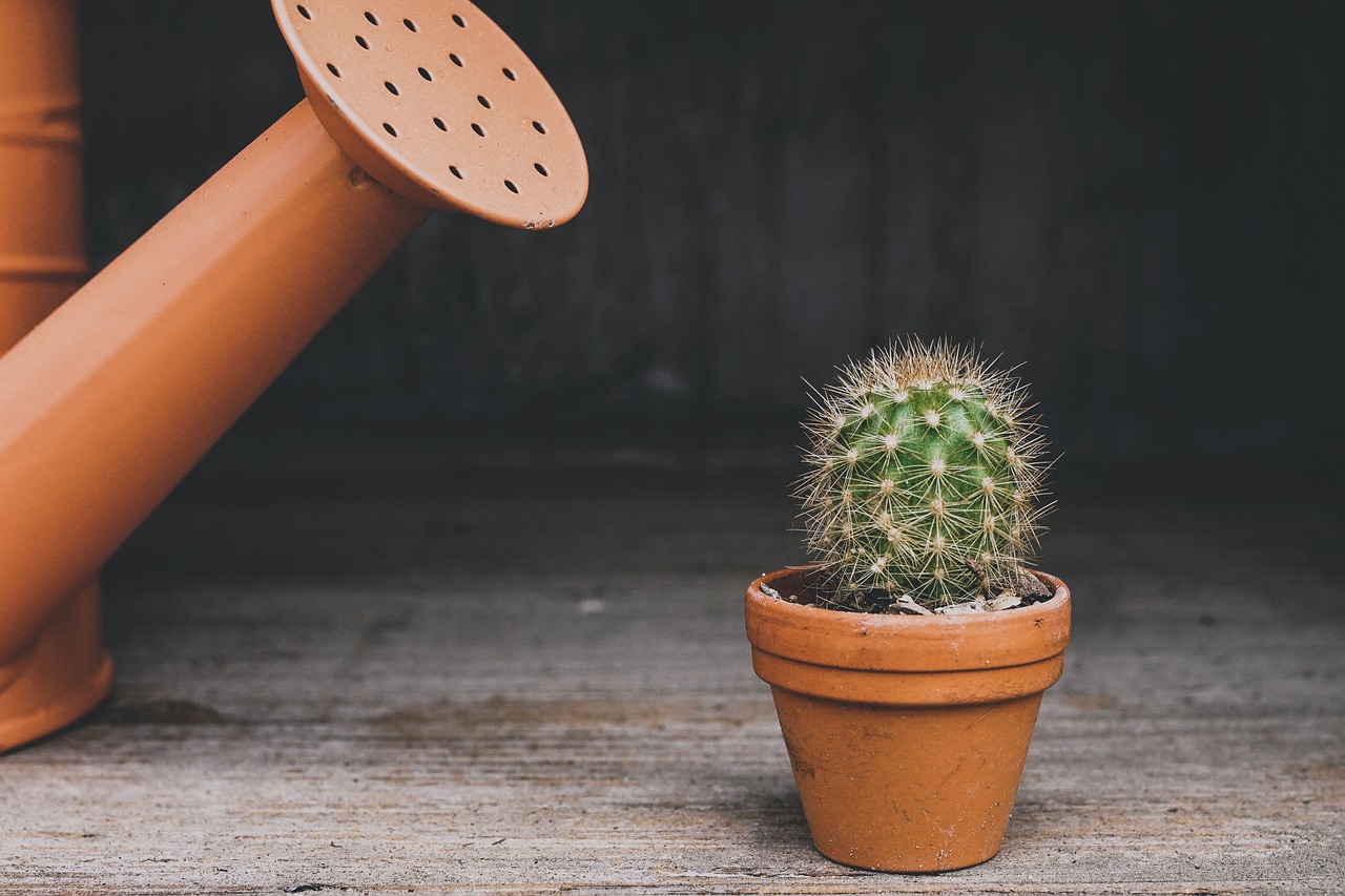 Christmas Cactus: A Guide to Care and Cultivation for Stunning Blooms