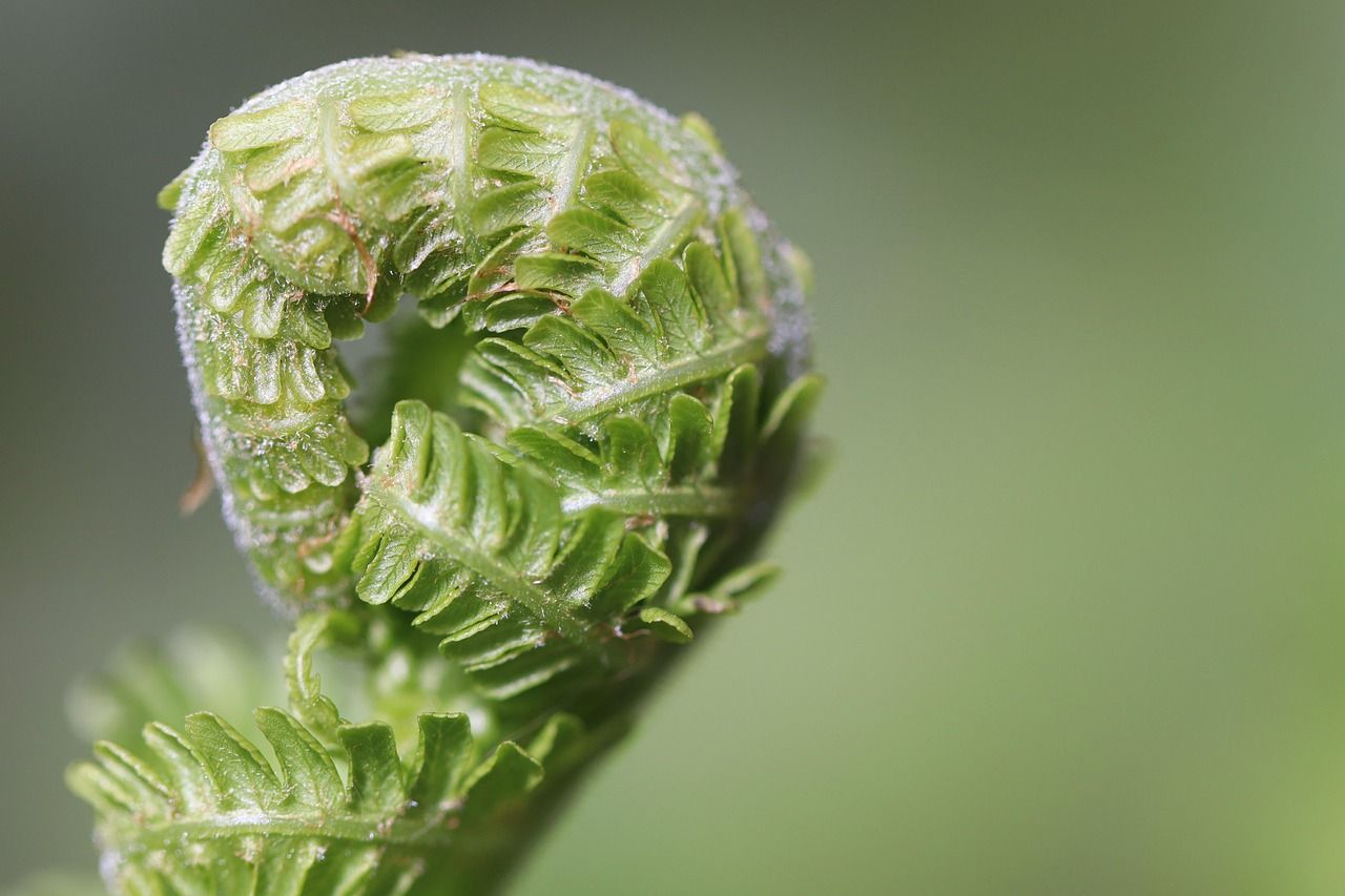 The Complete Guide to Christmas Fern: Care and Benefits