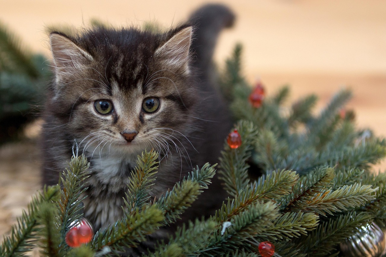 Creating the Perfect Cat Christmas Wreath for Your Festive Home