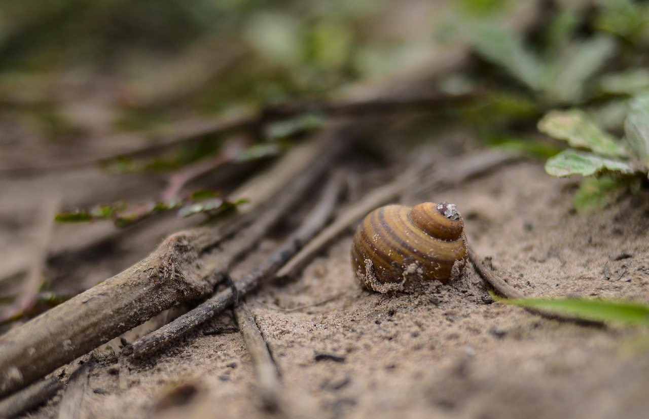 Understanding the Formula for Fibonacci: A Comprehensive Guide