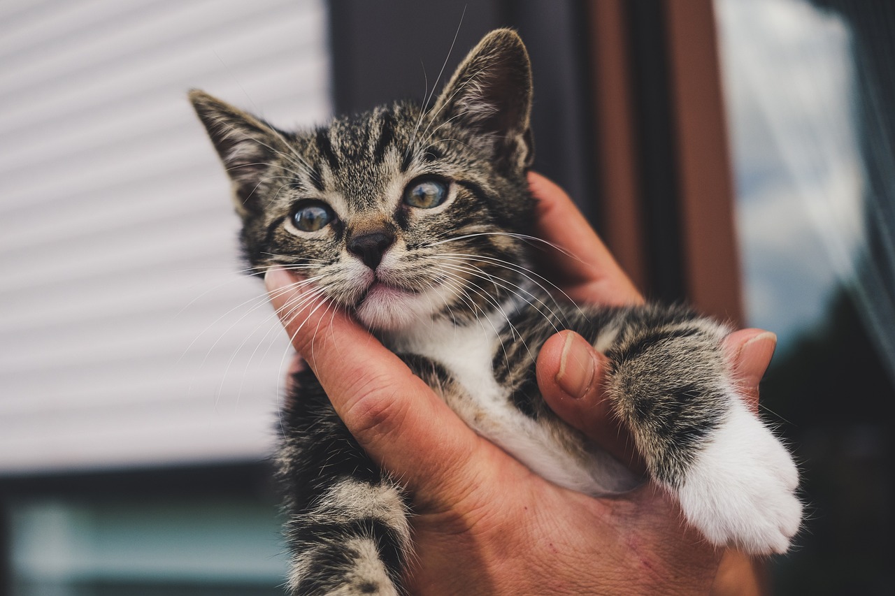 Cute Girl Kitten Names: Find the Perfect Name for Your Furry Friend