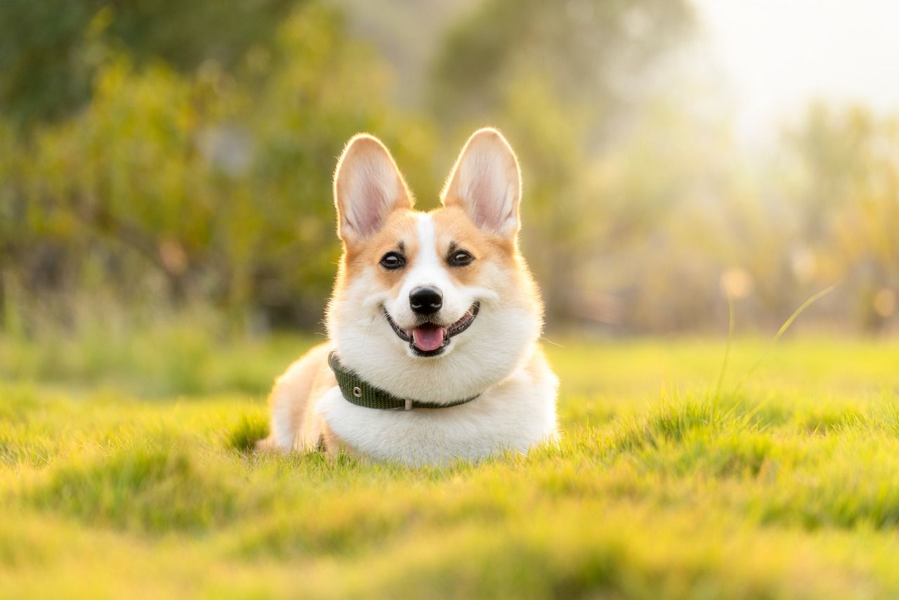 Cute Girl Dog Names: Finding the Perfect Name for Your Furry Friend