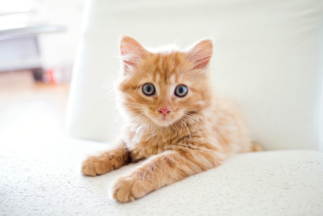 Cute and Creative Girl Kitten Names: Find the Perfect Name for Your Feline Friend