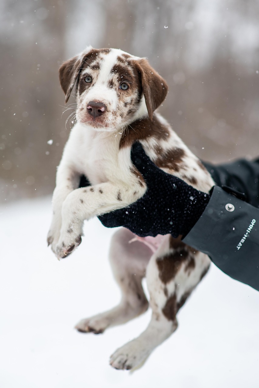 Puppy Girl Names: A Complete Guide to Choosing the Perfect Name!