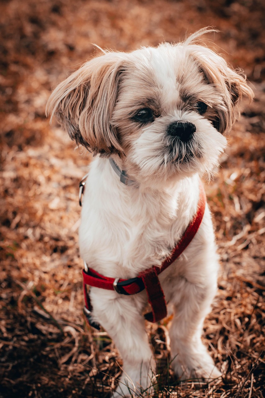 Unique Shih Tzu Girl Names: Creative Inspirations for Your Adorable Pup