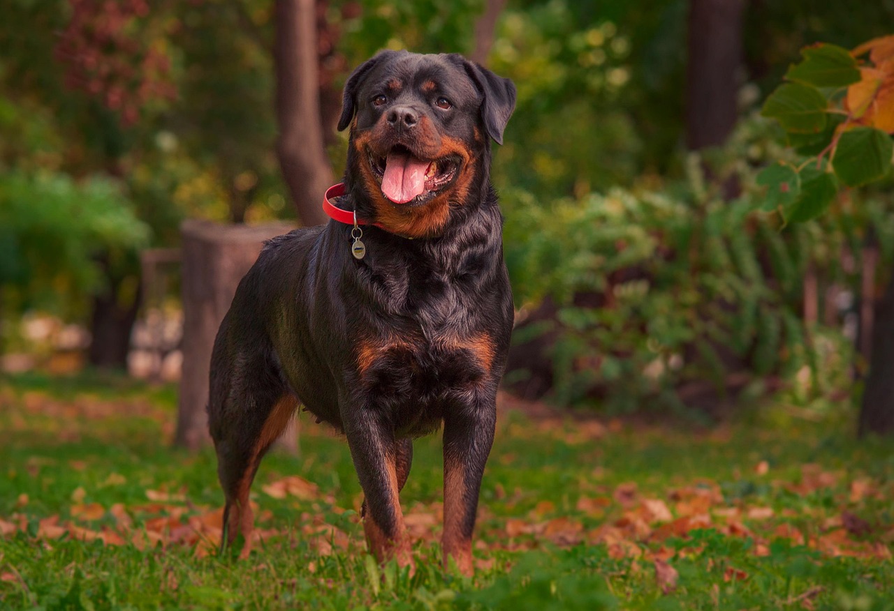 Top 20 Charming Rottweiler Girl Names You’ll Love